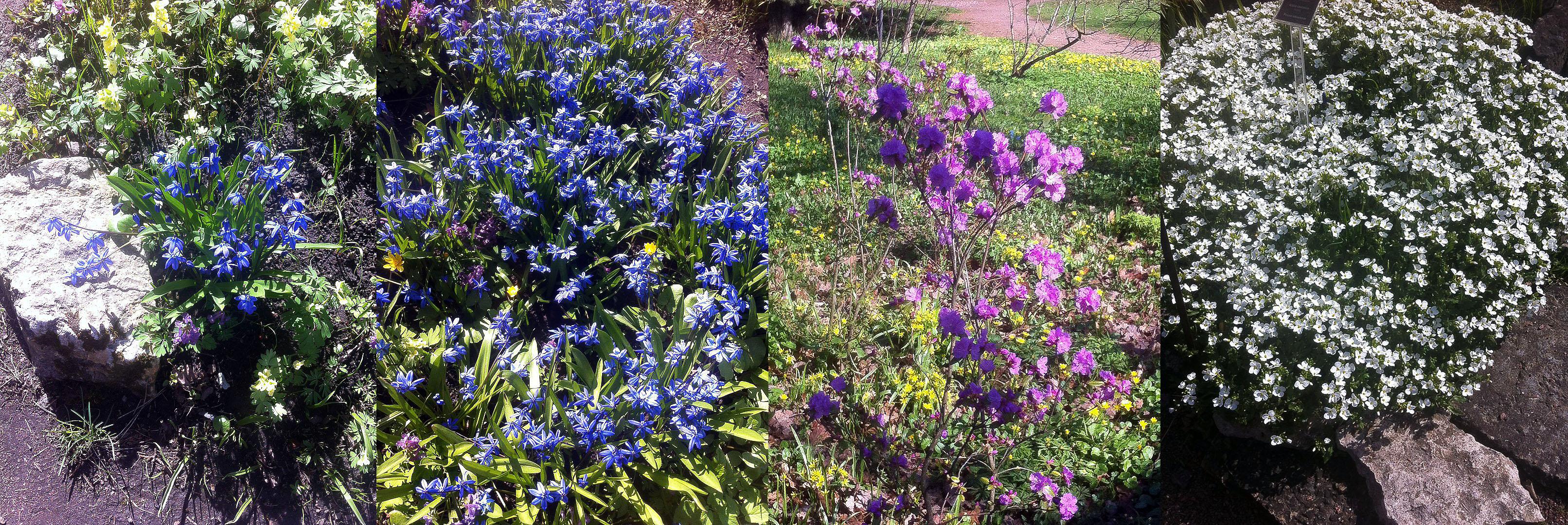 разнообразия растений в Ботаническом саду