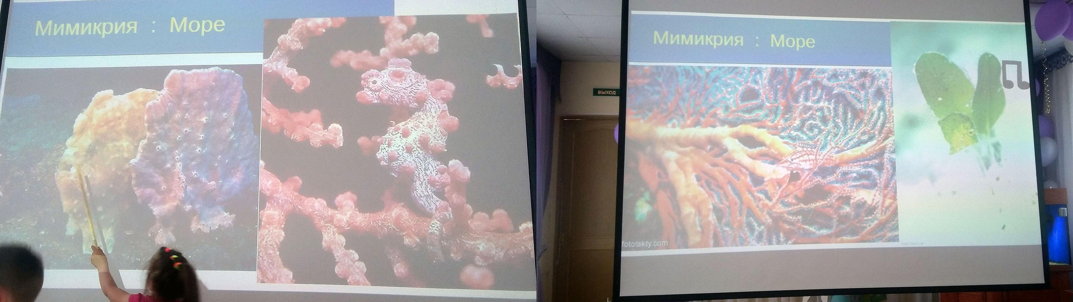 раскраска рыб похожая на камни в море