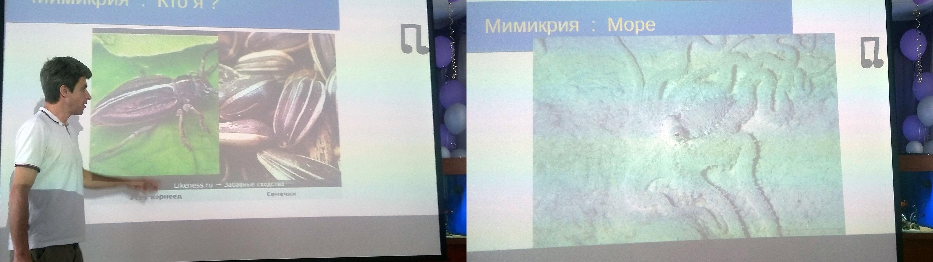 Осьминоги похожи на морской песок 