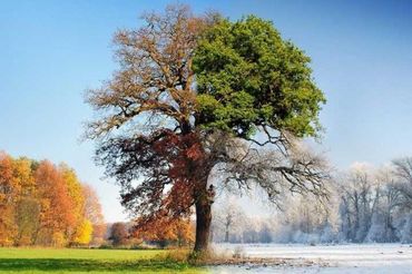 Городской семинар-практикум "Образовательный потенциал фенологии"