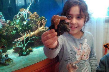 Реализация сетевого образовательного проекта «Море на ладони» на базе детского сада №106 Фрунзенского района.